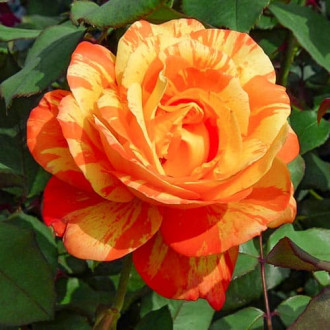 Роза чайно-гибридная Андре Виллемс изображение 6