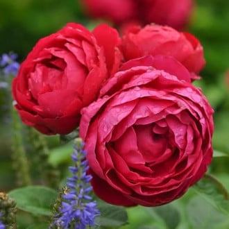 Роза чайно-гибридная Аскот изображение 4