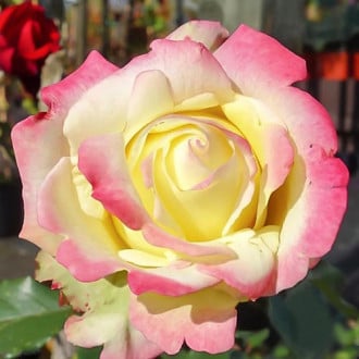 Роза чайно-гибридная Атена изображение 3