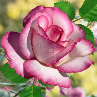 Роза чайно-гибридная Атлас изображение 2