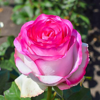 Роза чайно-гибридная Белла Вита изображение 1