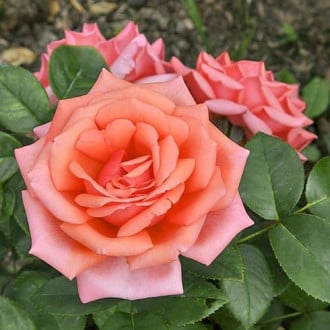Роза чайно-гибридная Бермуда изображение 1