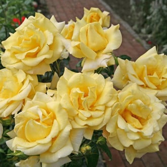 Роза чайно-гибридная Беролина изображение 3