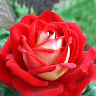 Роза чайно-гибридная Биколетте изображение 2