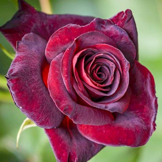 Роза чайно-гибридная Блэк Леди изображение 4