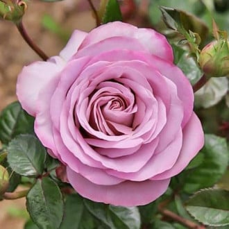 Роза чайно-гибридная Блю Герл изображение 1