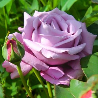 Роза чайно-гибридная Блю Мондей изображение 1
