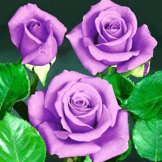 Роза чайно-гибридная Блю Сапфир изображение 3