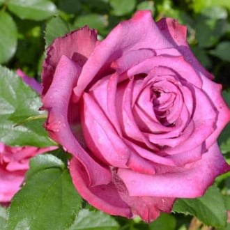 Роза чайно-гибридная Блуберри изображение 1