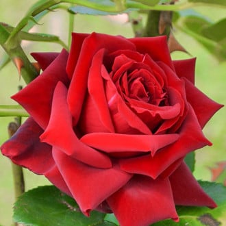 Роза чайно-гибридная Бургундия изображение 3