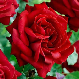 Роза чайно-гибридная Дам де Кер изображение 1
