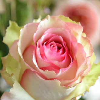 Роза чайно-гибридная Дансинг Квин изображение 5