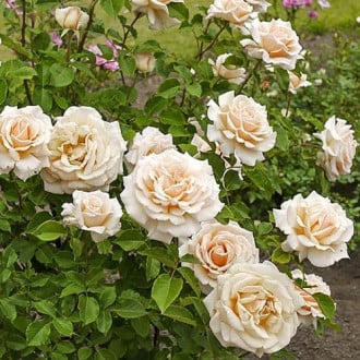 Роза чайно-гибридная Даймонд Джубили изображение 2