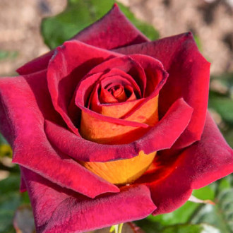 Роза чайно-гибридная Эдди Митчел изображение 1