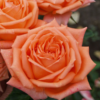 Роза чайно-гибридная Эльдорадо изображение 6