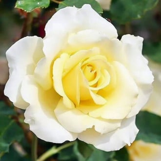 Роза чайно-гибридная Элина изображение 1
