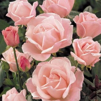 Роза чайно-гибридная Куин Элизабет изображение 3