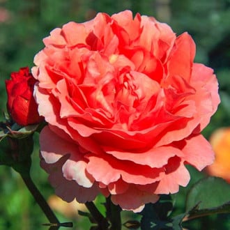 Роза чайно-гибридная Этруска изображение 3