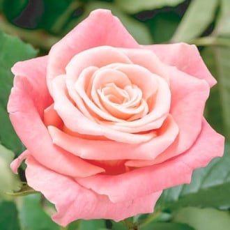 Роза чайно-гибридная Фламинго изображение 3