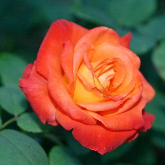 Роза чайно-гибридная Франс Либре изображение 5