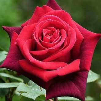 Роза чайно-гибридная Гранд Гала изображение 6