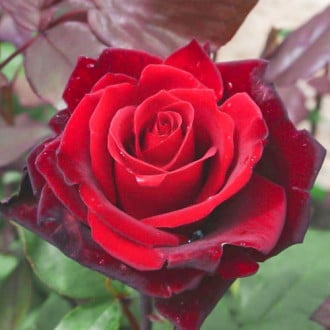 Роза чайно-гибридная Гранд Шато изображение 2