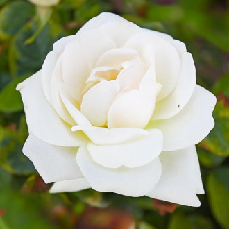 Роза чайно-гибридная Хельга изображение 4