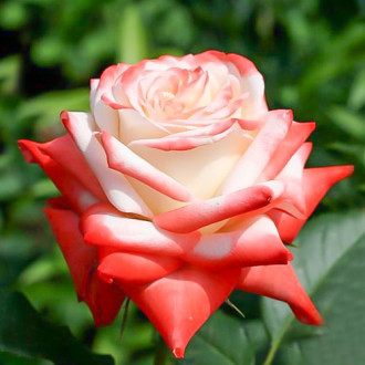 Роза чайно-гибридная Императрица изображение 6