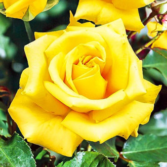 Роза чайно-гибридная Казанова изображение 2