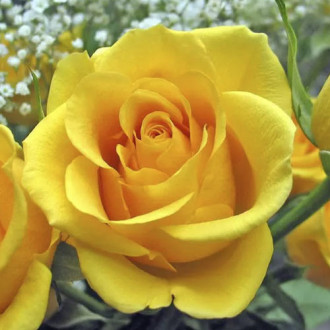 Роза чайно-гибридная Кери, C2 изображение 5