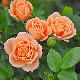 Роза чайно-гибридная Клементина изображение 4