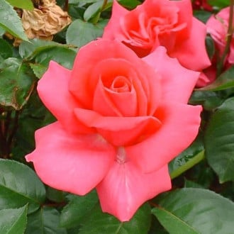 Роза чайно-гибридная Критерион изображение 5