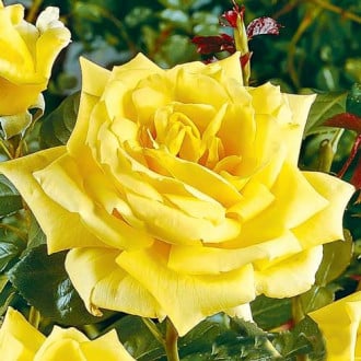 Роза чайно-гибридная Ландора изображение 2