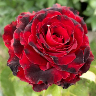Роза чайно-гибридная Лавли Ред изображение 3