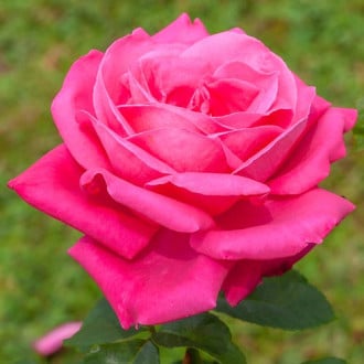 Роза чайно-гибридная Леди Митчел изображение 1