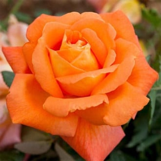 Роза чайно-гибридная Луи де Фюнес изображение 4