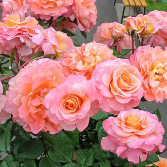 Роза чайно-гибридная Августа Луиза изображение 4