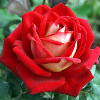 Роза чайно-гибридная Люксор изображение 4