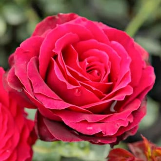 Роза чайно-гибридная Магия Нера изображение 2
