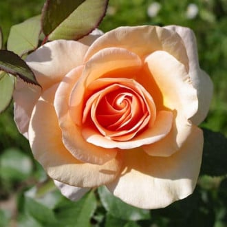 Роза чайно-гибридная Малага изображение 5