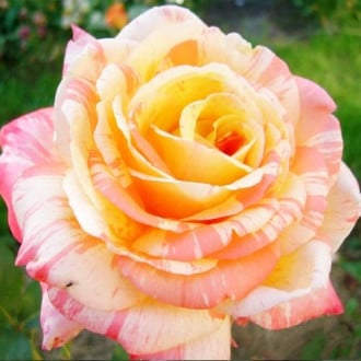 Роза чайно-гибридная Марвел изображение 2