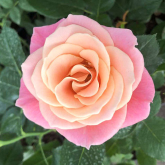 Роза чайно-гибридная Мисс Пигги изображение 4