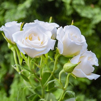 Роза чайно-гибридная Невеста изображение 4