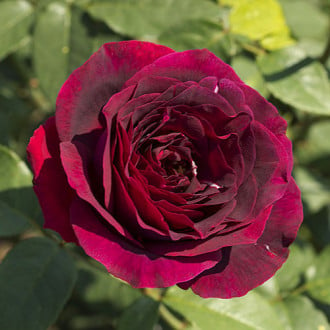 Роза чайно-гибридная Олд Ромео изображение 4