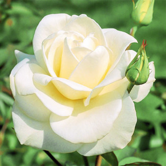 Роза чайно-гибридная Паскали изображение 4