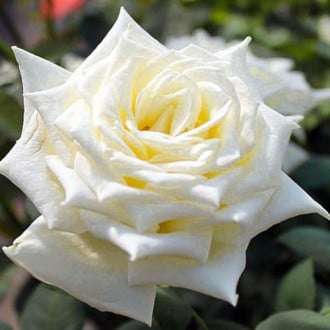 Роза чайно-гибридная Поларштерн изображение 3