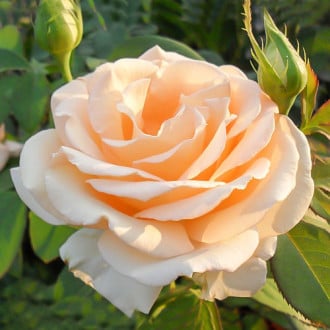 Роза чайно-гибридная Примадонна изображение 4