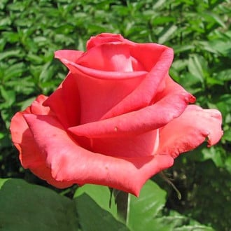 Роза чайно-гибридная Рафаэлло изображение 3