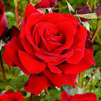 Роза чайно-гибридная Ред Берлин изображение 3