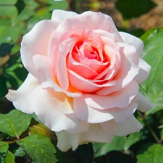 Роза чайно-гибридная Роберто Капуччи изображение 5